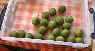 These will hopefully ripen off the tree These will hopefully ripen off the tree