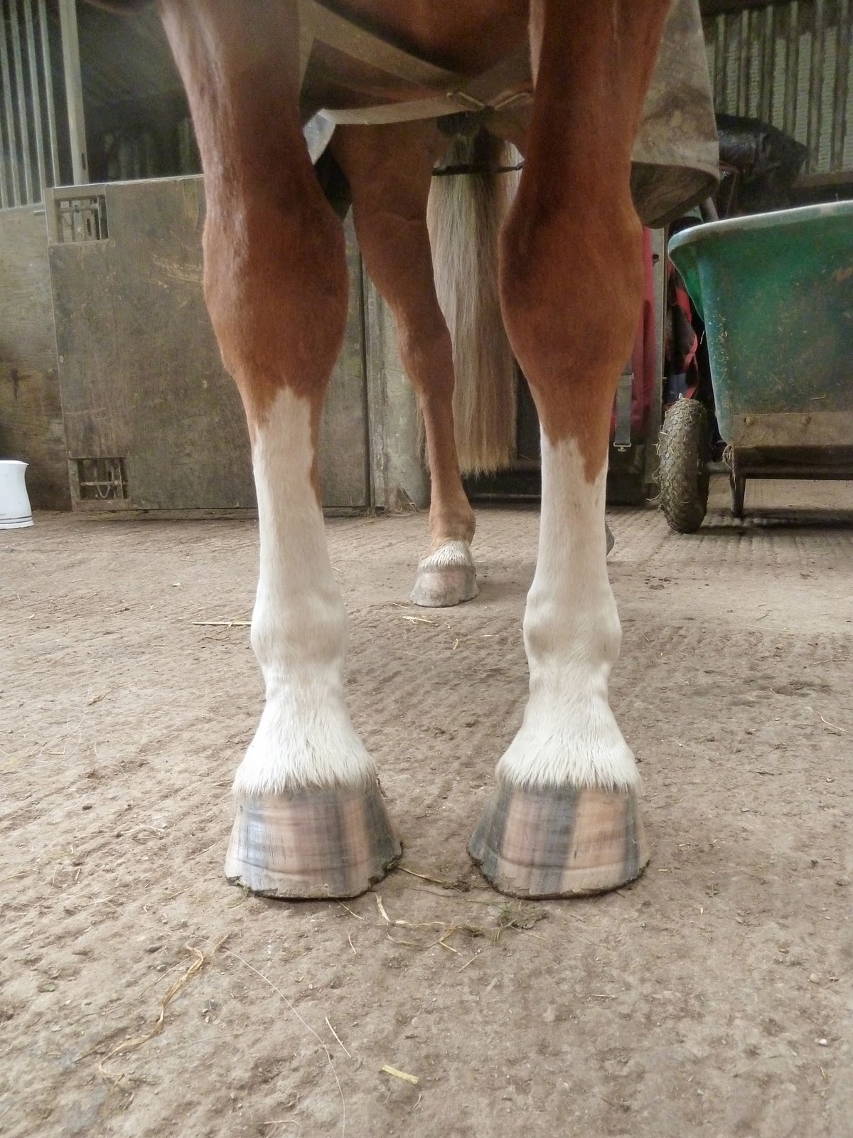 Rockley Farm Horse of the week! Zan, the "flatfooted, thin soled" horse