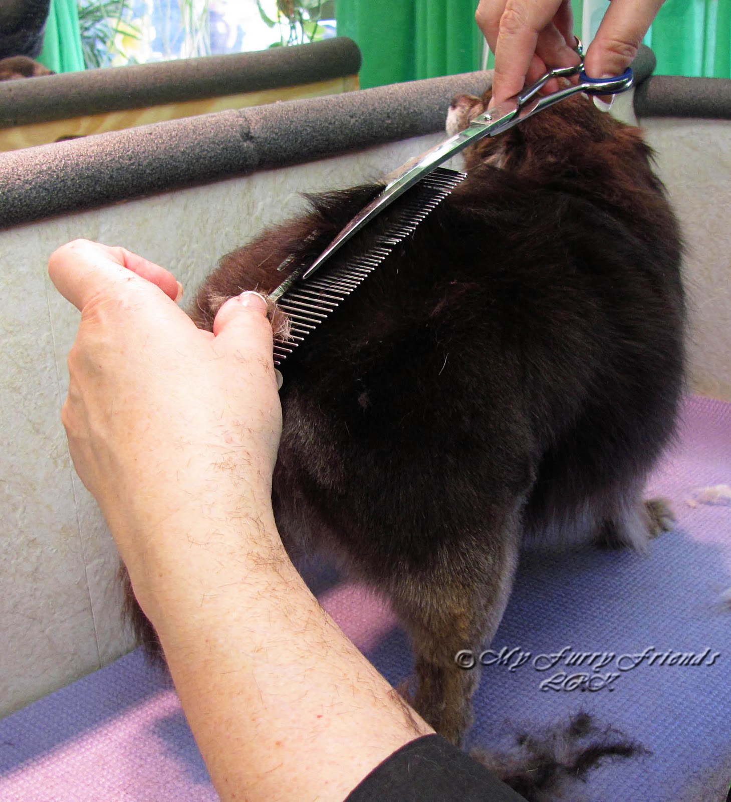 Hair Straighter Cat Hair Straighter Cat