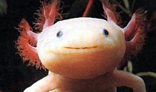 Cute Salamander Pictures