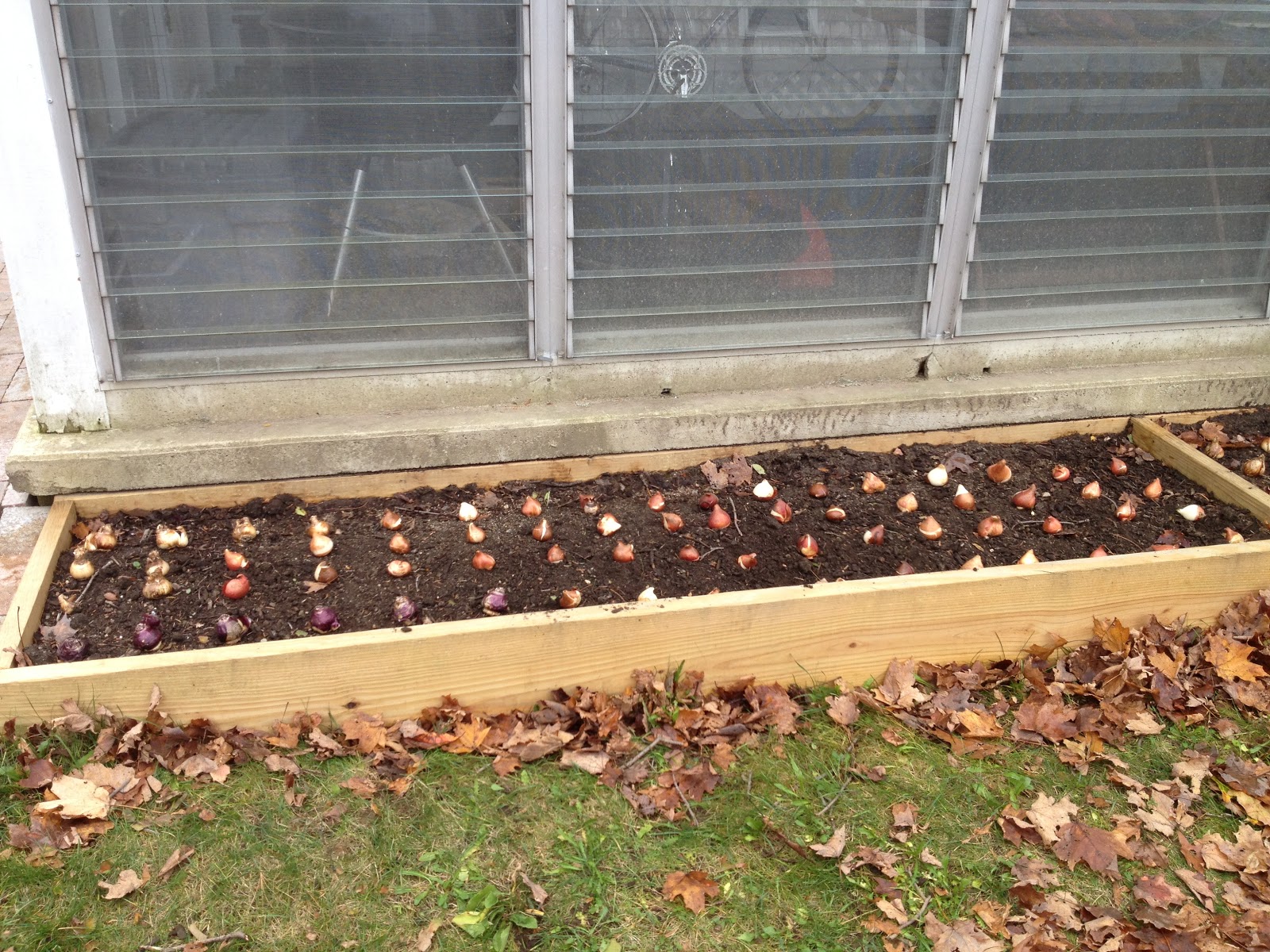 Bulbs for the Cutting Garden