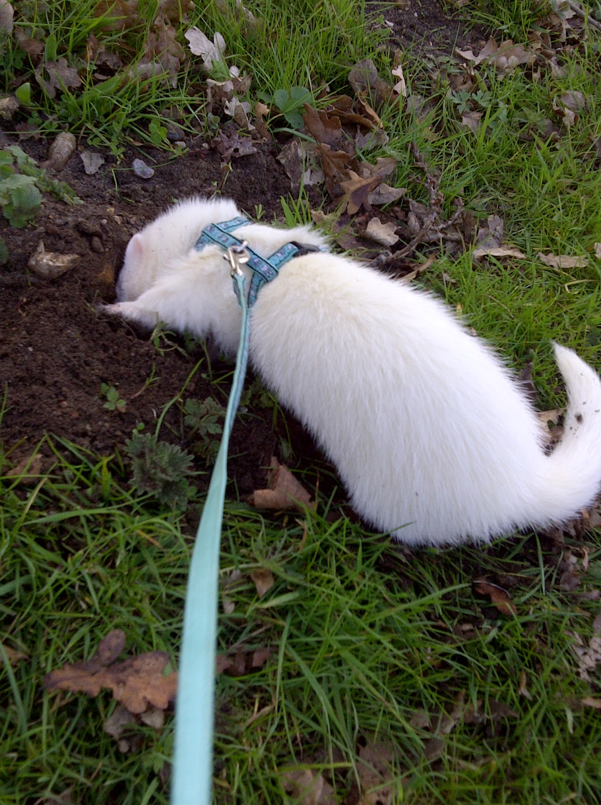 Ferret Dook Ferrets walking on the wild side!