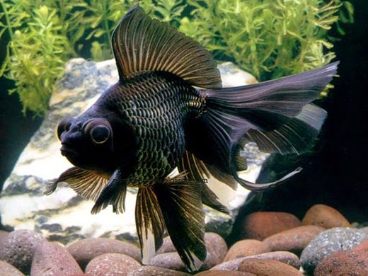 black moor goldfish care
