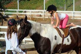 Doenças tratáveis com a Equoterapia e qual é o cavalo ideal