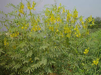 Daun Jati Cina ( Senna Leaf ), Cassia Angustifolia. Daun Jati Cina ( Senna Leaf ), Cassia Angustifolia.