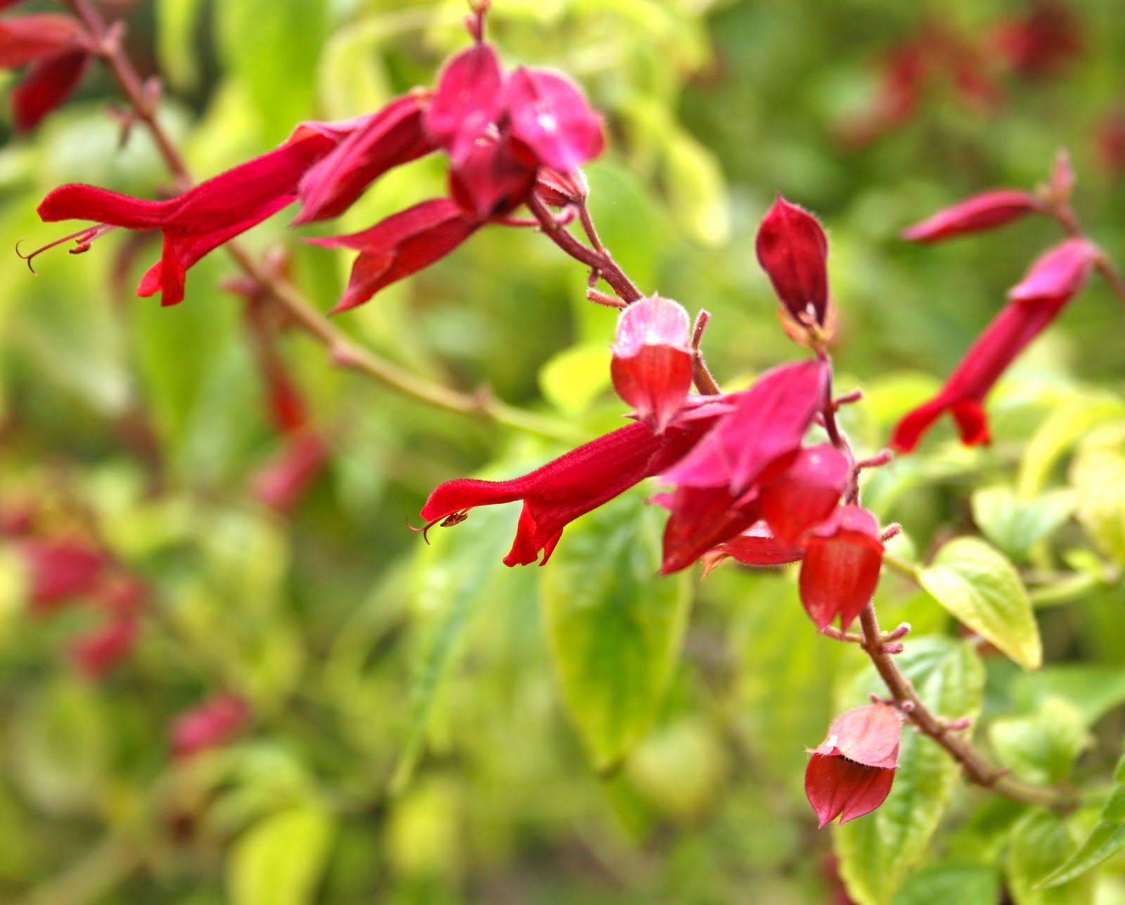 Watch How to Keep Perennial Plants From Taking over Your Garden video Watch How to Keep Perennial Plants From Taking over Your Garden video