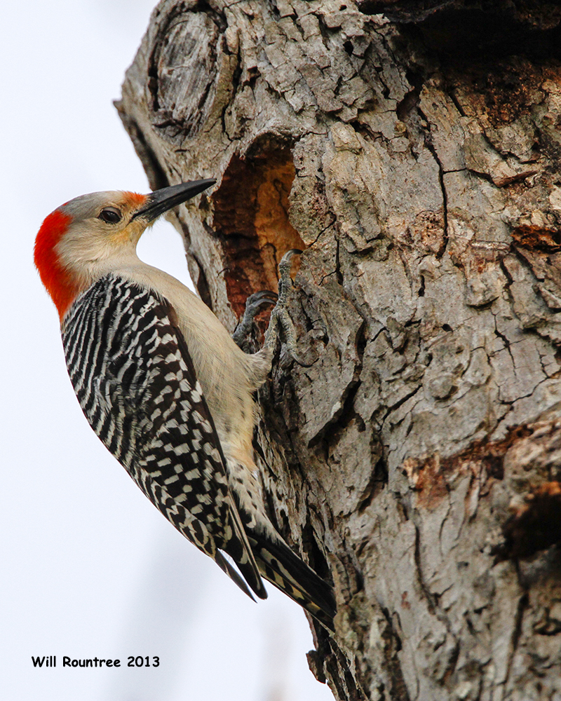 Will's Houston: Red-bellied Woodpeckers are designing a new home in my