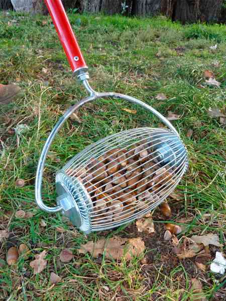 acorns nut wizard pigs permaculture picking walnuts tools garden farm yard acorn nuts tree lawn pecans fattening trees pick walnut