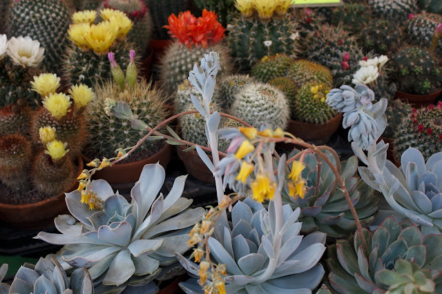 Flowers and plants Flowers and plants