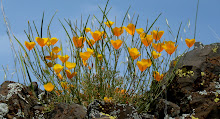 Table Mountain in Spring