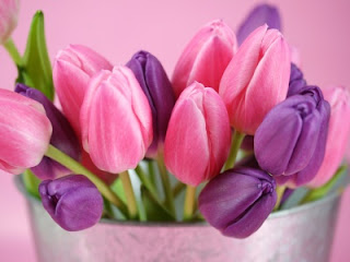 Tulipán, una flor con historia . tulipanes rosa y violeta