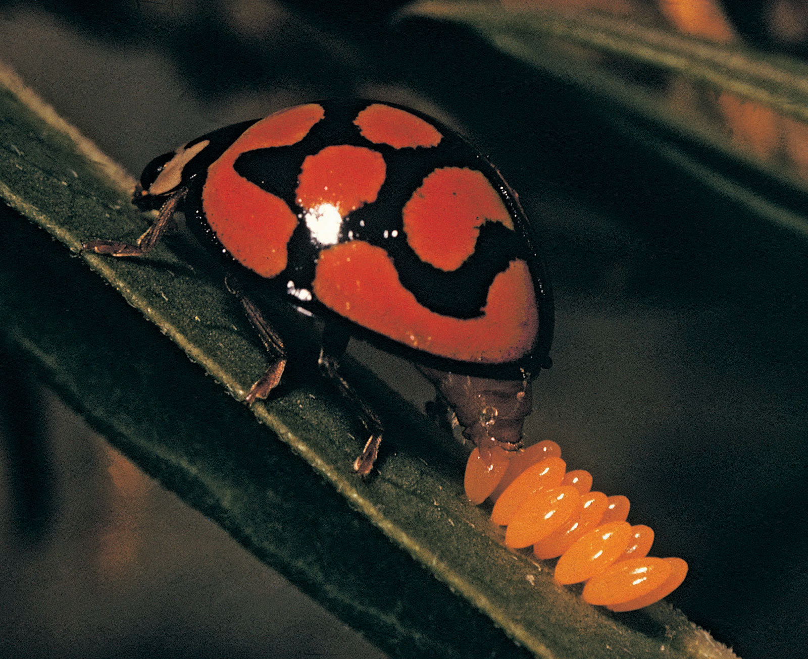 Temperate Climate Permaculture Beneficial Insects Ladybugs