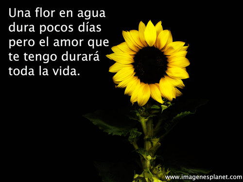con frases de amor - Imagenes Romanticas para facebook | Imagenes de con frases de amor - Imagenes Romanticas para facebook | Imagenes de