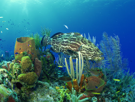 gambar bawah laut, dalam laut