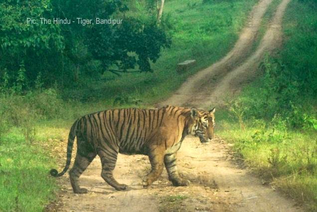 Essay On Conservation Of Wildlife