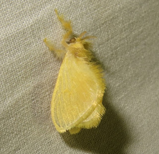 Acraga sp., Dalceridae