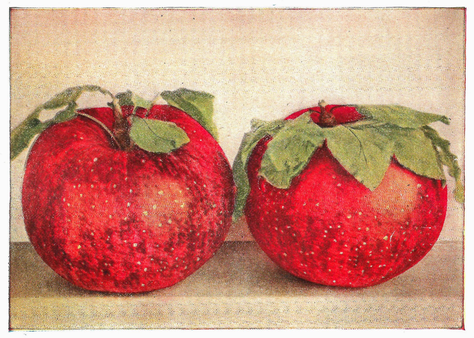 Antique Images Free Digital Fruit Clip Art 2 Red Apples Vintage