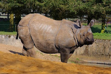 Rinoceronte asiático (India) o rinoceronte blindado.