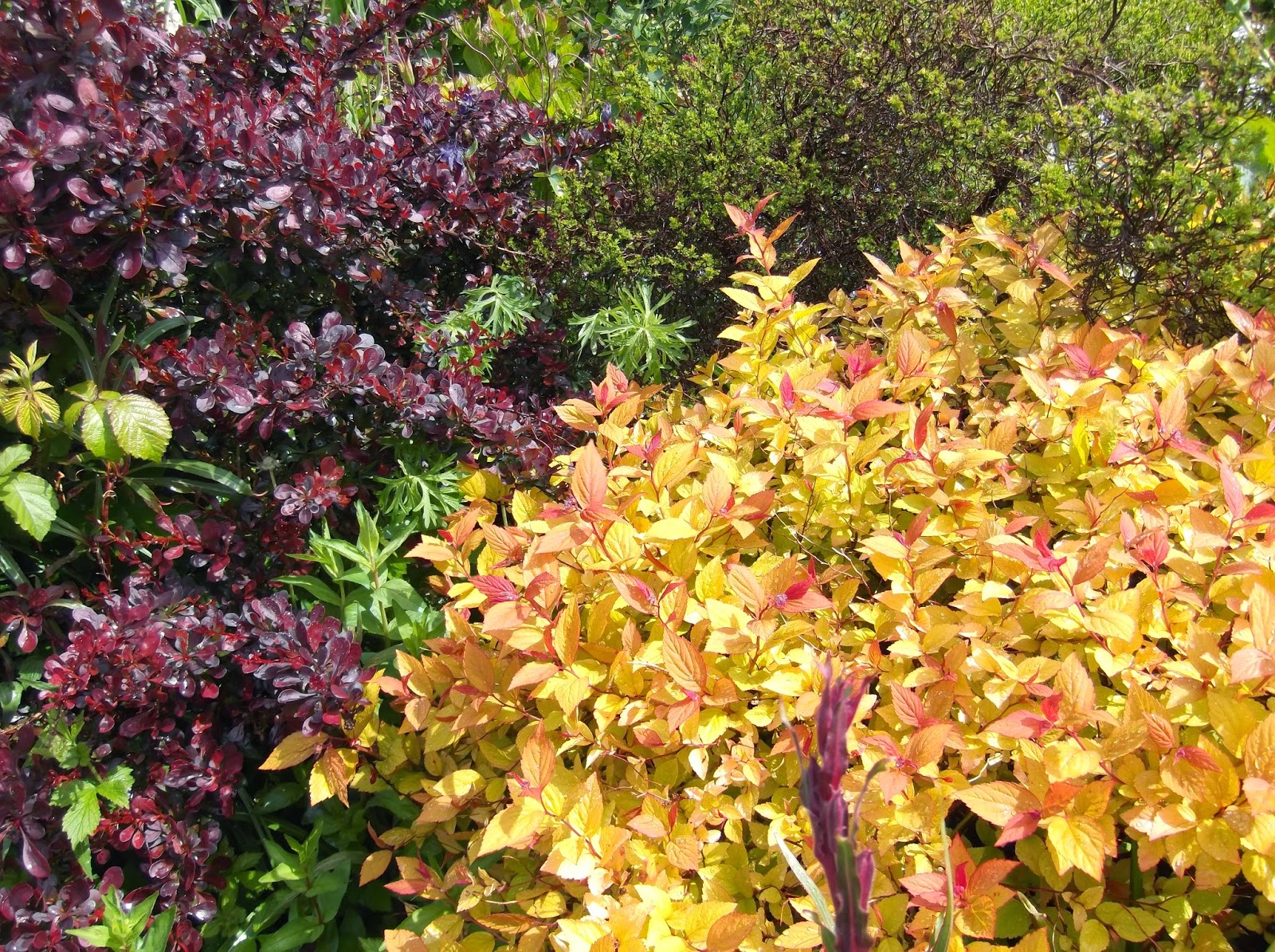 Spireas Brighten Any Garden