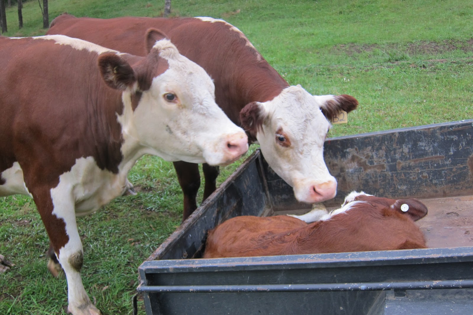 Apple Gully Farm SNAKE BITE in cattle
