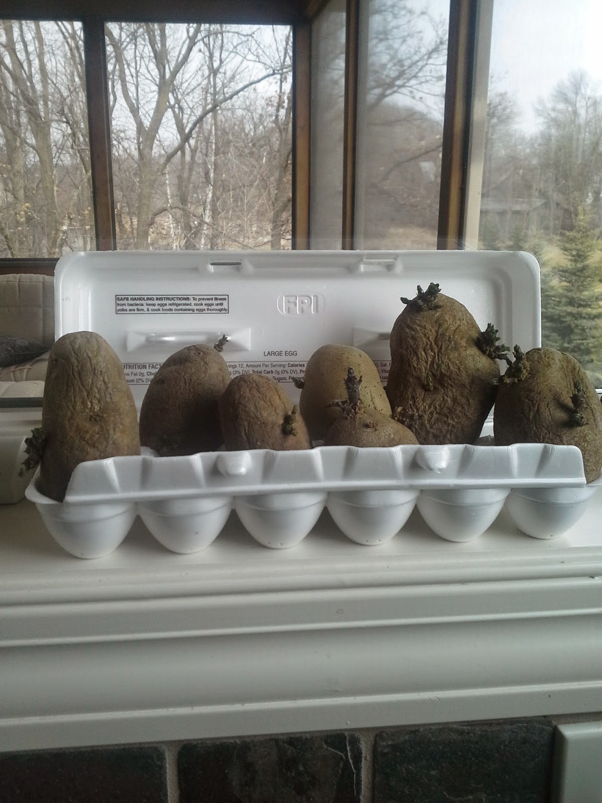 Growing potatoes from the grocery store Success! The Suburban Jungle