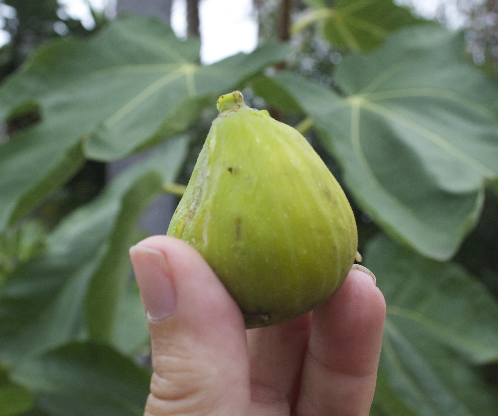 The Gardens of Petersonville My Green Fig