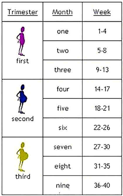 Pregnancy Calculator signs for Pregnant Women - What Is Pregnancy