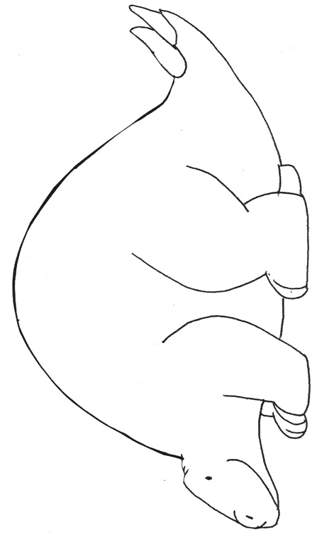 dinosaur templates for preschoolers dinosaur template free dinosaur templates for preschoolers dinosaur template free