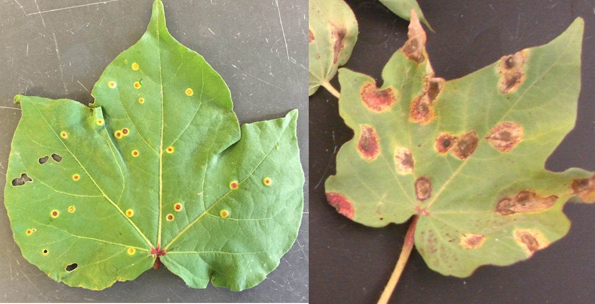 NMSU Plant Clinic Southwestern Cotton Rust Diagnosed in Southern New