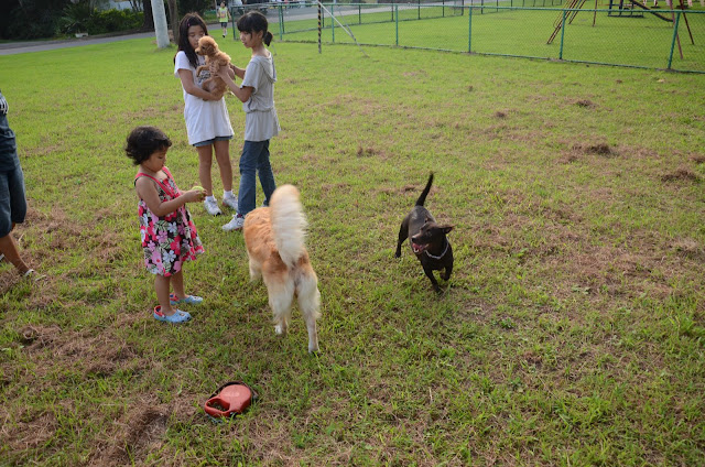 Trixie eagerly waiting to fetch