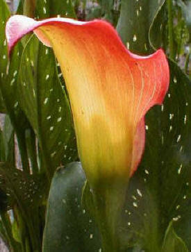 Calla Fireglow