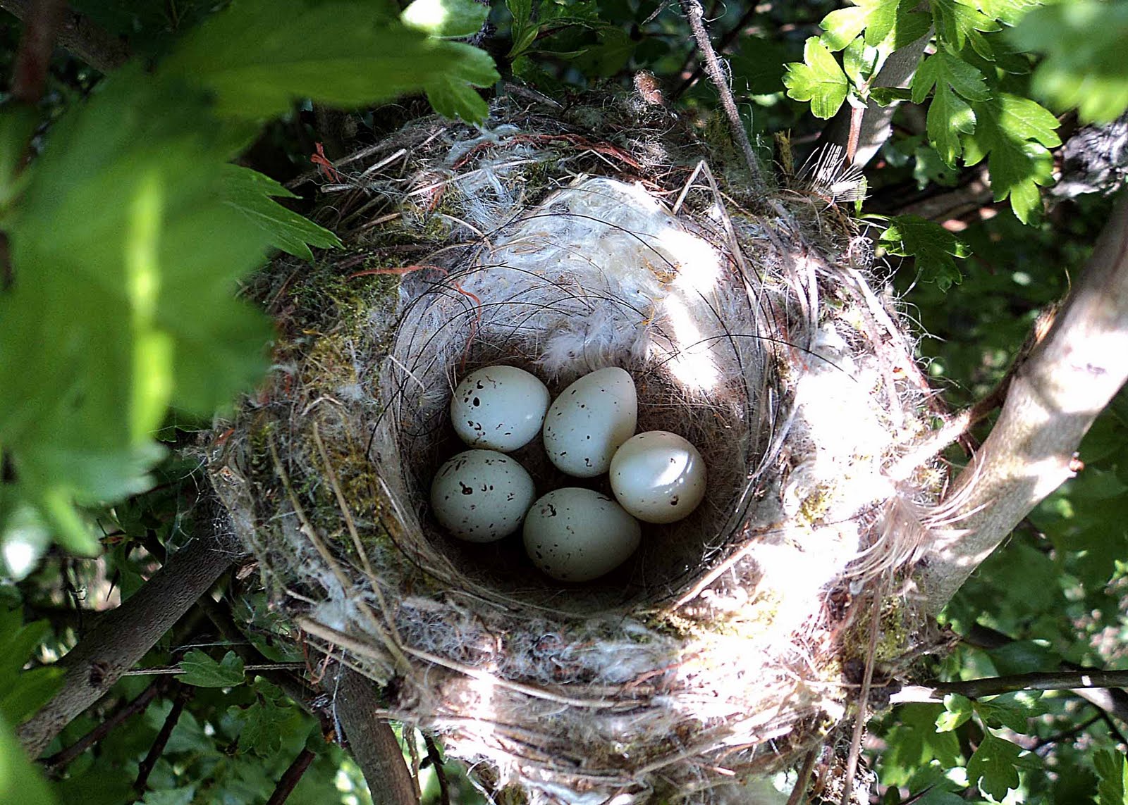 south notts ringing group goldfinch nest south notts ringing group goldfinch nest