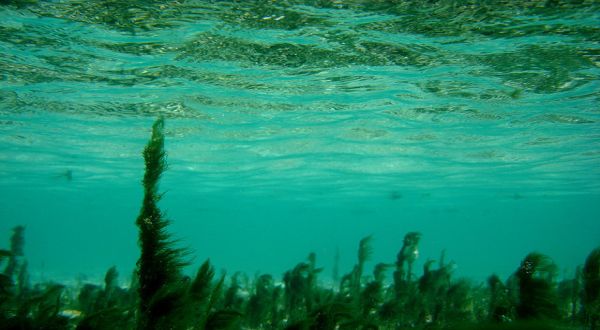 Hutan di Bawah Laut Cypress Forest Bald Cypress Forest Bald