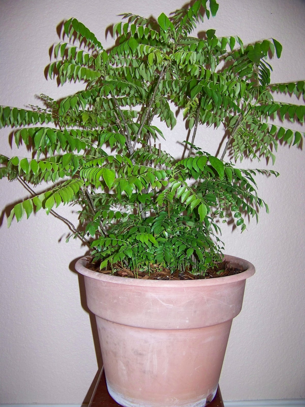 Cooking with Sella Growing Curry Leaf Plant
