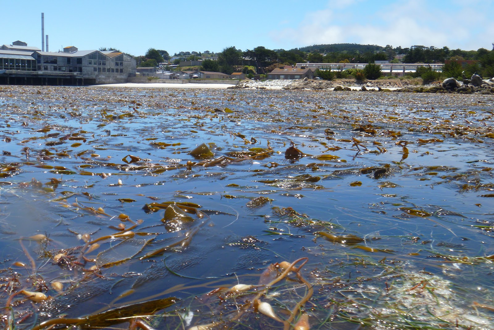 Adventures in Everything: Adventures in Monterey: Sea Kayaking