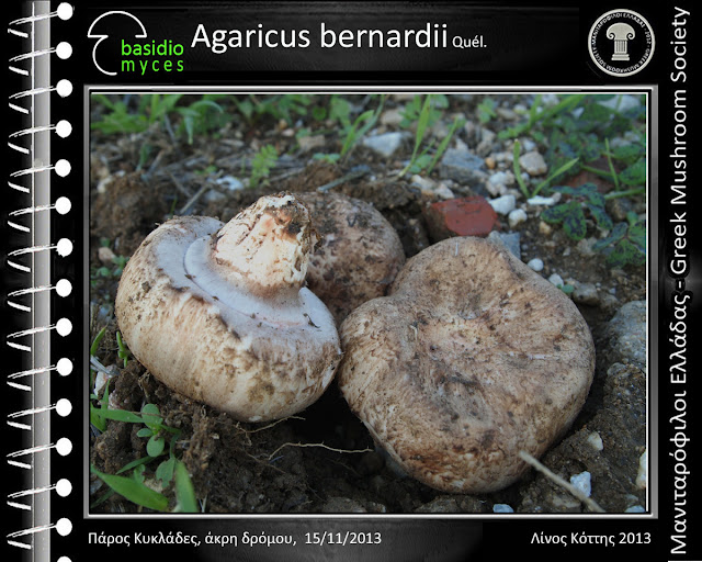 Agaricus bernardii Quél.