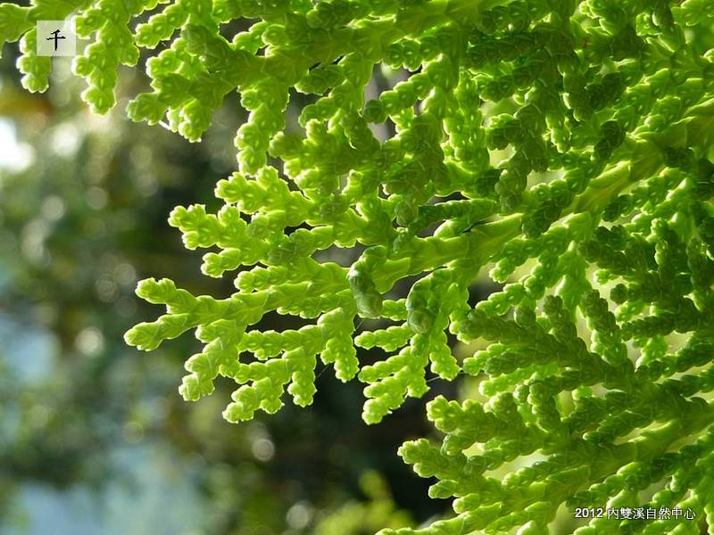 內雙溪自然中心 森林藥用植物園