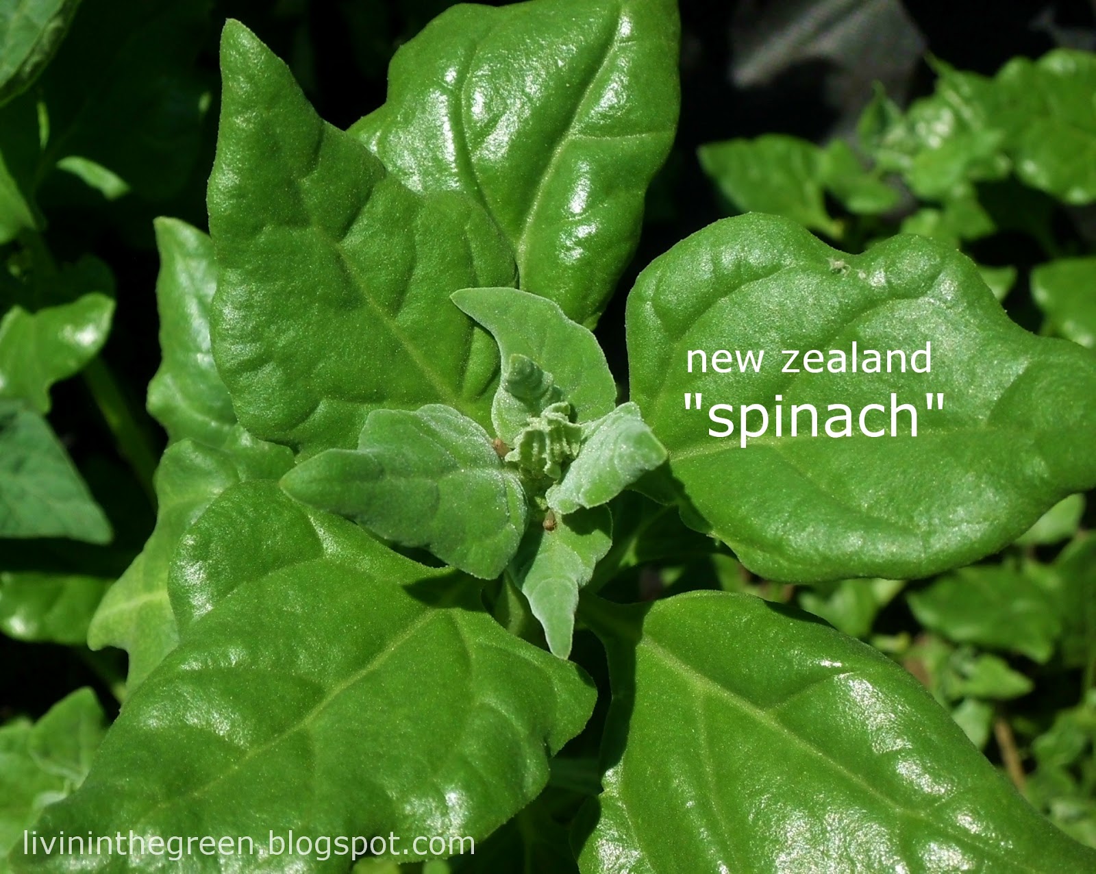 Livin' In The Green 3 Amazing (Heat Tolerant) Summer Greens for Your