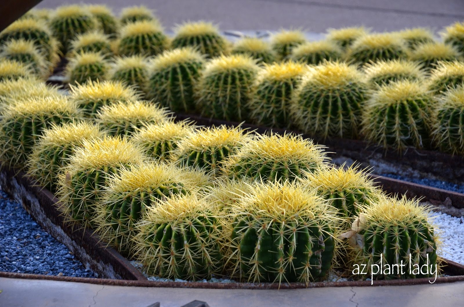 RAMBLINGS FROM A DESERT GARDEN....: Why Do Cactus Have Spines