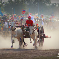 Cow cart racing Angokr Sankranta 2015