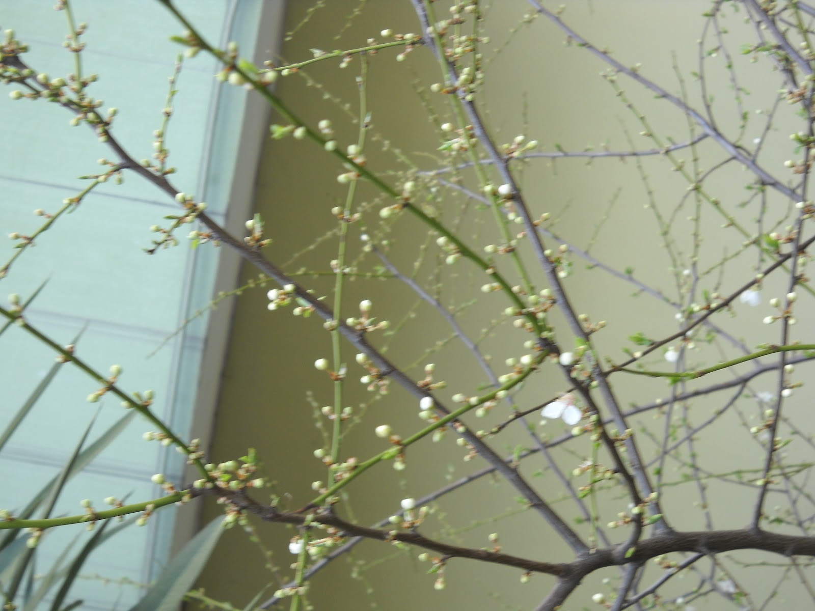 Namı diğer ANNECİK 1516 MART 2012