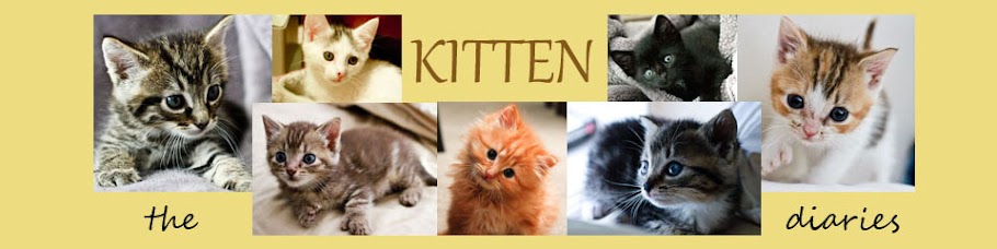 the kitten diaries