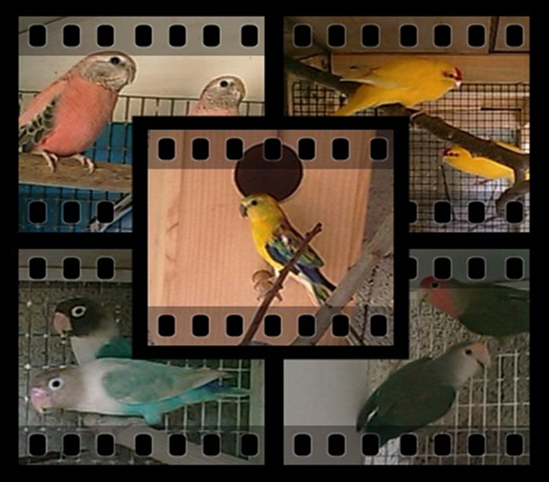 My Birds