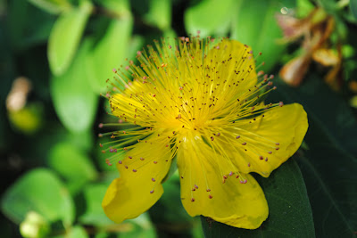 Зверобой чашечковидный (Hypericum calycinum L.)