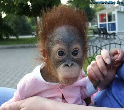 Funny Baby Monkey Picture