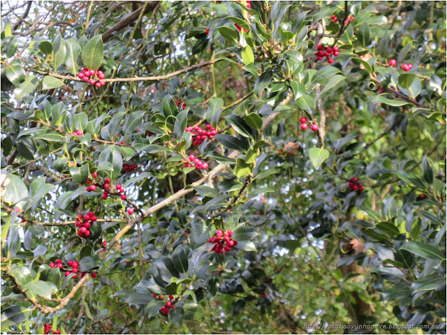 acebo de navidad acebo de navidad
