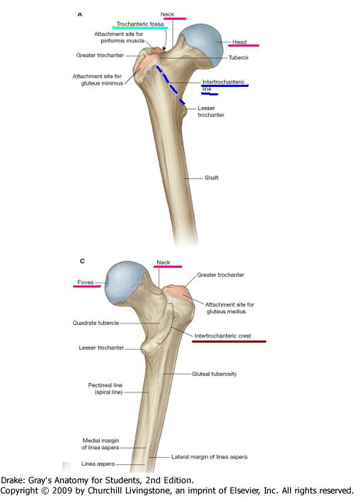 El Femur