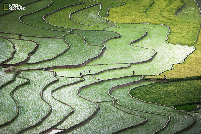 Διαγωνισμός φωτογραφίας National Geographic, Τοποθεσία: T˙ L, Yen Bai, Vietnam