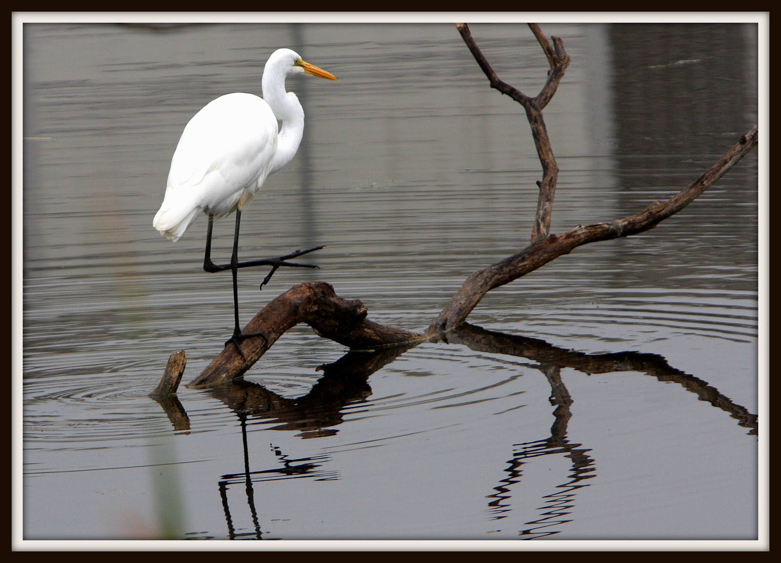 Walk With Father Nature Great Egret