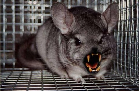 chinchilla funny
